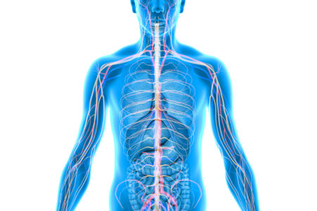 Guía de estudio para la prueba ICFES: Homeostasis en los Seres Vivos