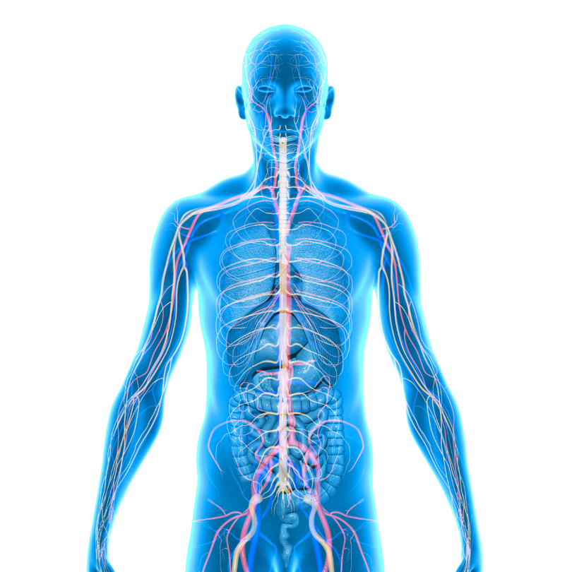 Guía de estudio para la prueba ICFES: Homeostasis en los Seres Vivos